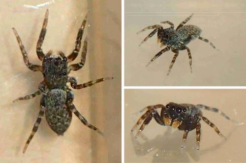 Cyrba ocellata